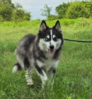 Everest , a female Pomsky for sale in Perkins, OK – 3 of 4