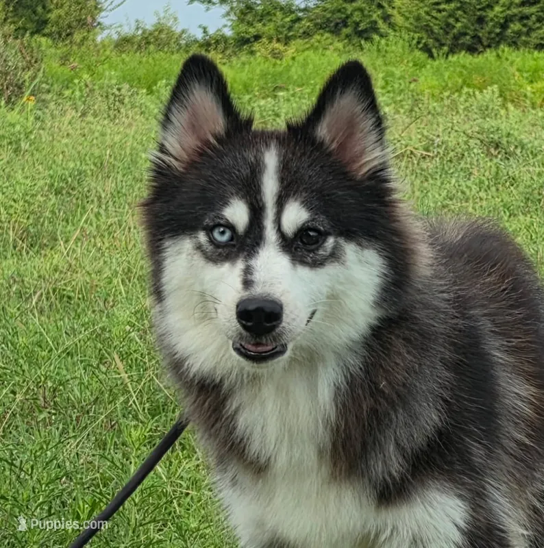 Everest  – Pomsky puppy for sale in Perkins, OK