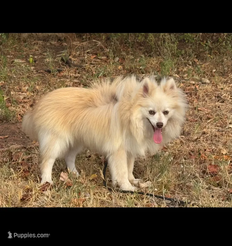 Andy  – Pomsky puppy for sale in Perkins, OK