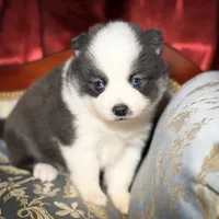 Accailia wolf silver Pomsky, a female Pomsky for sale in Perkins, OK – Photo 6 of 8