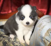 Accailia wolf silver Pomsky, a female Pomsky for sale in Perkins, OK – Photo 6 of 8