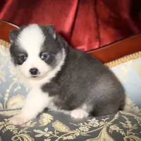 Accailia wolf silver Pomsky, a female Pomsky for sale in Perkins, OK – Photo 2 of 8
