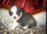 Accailia wolf silver Pomsky, a female Pomsky for sale in Perkins, OK – Photo 2 of 8