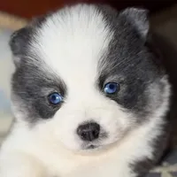 Accailia wolf silver Pomsky, a female Pomsky for sale in Perkins, OK – Photo 7 of 8