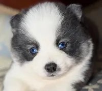 Accailia wolf silver Pomsky, a female Pomsky for sale in Perkins, OK – Photo 7 of 8
