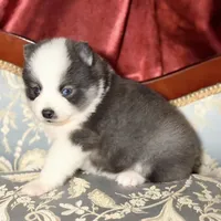 Accailia wolf silver Pomsky, a female Pomsky for sale in Perkins, OK – Photo 8 of 8