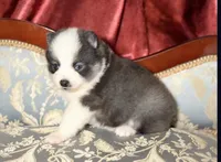Accailia wolf silver Pomsky, a female Pomsky for sale in Perkins, OK – Photo 8 of 8