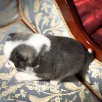 Accailia wolf silver Pomsky, a female Pomsky for sale in Perkins, OK – Photo 4 of 8