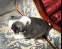 Accailia wolf silver Pomsky, a female Pomsky for sale in Perkins, OK – Photo 4 of 8