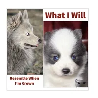 Accailia wolf silver Pomsky, a female Pomsky for sale in Perkins, OK – Photo 1 of 8