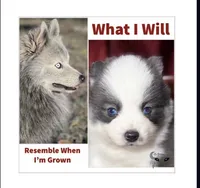 Accailia wolf silver Pomsky, a female Pomsky for sale in Perkins, OK – Photo 1 of 8