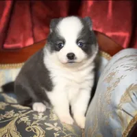 Accailia wolf silver Pomsky, a female Pomsky for sale in Perkins, OK – Photo 5 of 8
