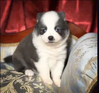 Accailia wolf silver Pomsky, a female Pomsky for sale in Perkins, OK – Photo 5 of 8