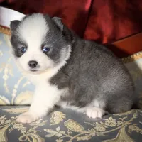 Accailia wolf silver Pomsky, a female Pomsky for sale in Perkins, OK – Photo 3 of 8