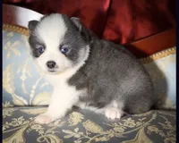 Accailia wolf silver Pomsky, a female Pomsky for sale in Perkins, OK – Photo 3 of 8