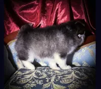 Rowan, Show Quality Pomsky, a male Pomsky for sale in Perkins, OK – Photo 4 of 10