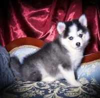 Rowan, Show Quality Pomsky, a male Pomsky for sale in Perkins, OK – Photo 8 of 10