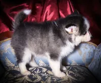 Rowan, Show Quality Pomsky, a male Pomsky for sale in Perkins, OK – Photo 10 of 10