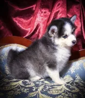 Rowan, Show Quality Pomsky, a male Pomsky for sale in Perkins, OK – Photo 2 of 10