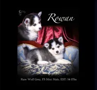 Rowan, Show Quality Pomsky, a male Pomsky for sale in Perkins, OK – Photo 5 of 10