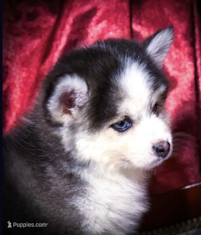 Rowan, Show Quality Pomsky