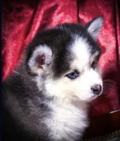Rowan, Show Quality Pomsky, a male Pomsky for sale in Perkins, OK – Photo 1 of 10