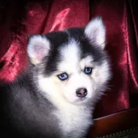 Rowan, Show Quality Pomsky, a male Pomsky for sale in Perkins, OK – Photo 7 of 10