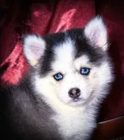 Rowan, Show Quality Pomsky, a male Pomsky for sale in Perkins, OK – Photo 3 of 10
