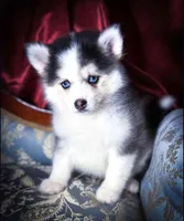 Rowan, Show Quality Pomsky, a male Pomsky for sale in Perkins, OK – Photo 6 of 10