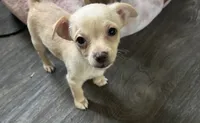 Duvalin , a male Glen of Imaal Terrier and Chihuahua for sale in Springdale, AR – 1 of 1