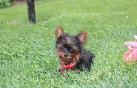 Emmett , a male Yorkipoo for sale in Millersburg, OH – 5 of 10
