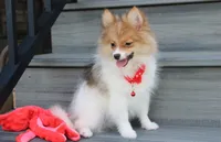 Theo, a male Pomeranian for sale in Millersburg, OH – 4 of 8