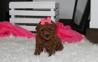 Sally, a female Poodle - Miniature  for sale in Millersburg, OH – 2 of 9