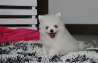 Bianca , a female Pomeranian for sale in Millersburg, OH – 2 of 9