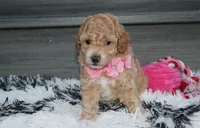 Kallista , a female Bichpoo for sale in Millersburg, OH – 5 of 6