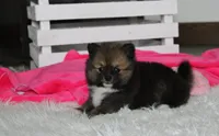Bailey , a female Pomeranian for sale in Millersburg, OH – 4 of 10
