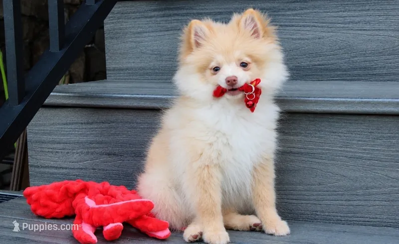Teddy  – Pomeranian puppy for sale in Millersburg, OH