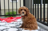 Freddy , a male Cavapoo for sale in Millersburg, OH – 7 of 8
