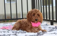 Lacie, a female Cockapoo for sale in Millersburg, OH – 4 of 7