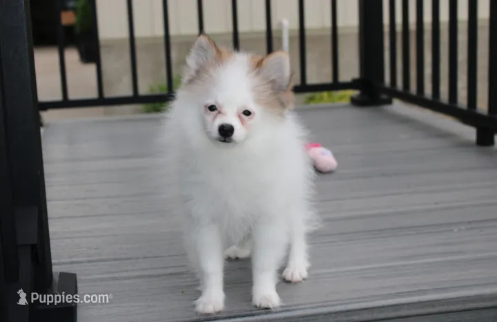 Cora – Pomeranian puppy for sale in Millersburg, OH