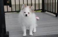 Cora, a female Pomeranian for sale in Millersburg, OH – 1 of 8