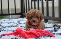 Kirian, a male Bichpoo for sale in Millersburg, OH – 1 of 9
