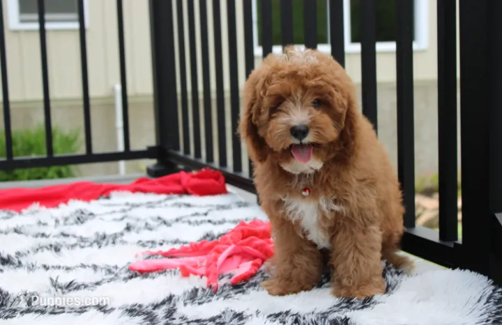 Lenny  – Cavapoo puppy for sale in Millersburg, OH