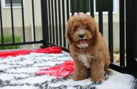 Lenny , a male Cavapoo for sale in Millersburg, OH – 1 of 5