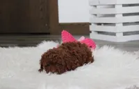 Abby, a female Poodle - Toy  for sale in Millersburg, OH – Photo 7 of 10