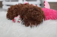 Abby, a female Poodle - Toy  for sale in Millersburg, OH – Photo 10 of 10