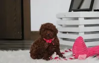 Abby, a female Poodle - Toy  for sale in Millersburg, OH – Photo 2 of 10