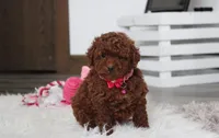 Abby, a female Poodle - Toy  for sale in Millersburg, OH – Photo 1 of 10