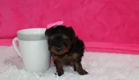 Ella , a female Yorkipoo for sale in Millersburg, OH – Photo 7 of 8