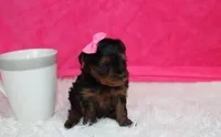 Ella , a female Yorkipoo for sale in Millersburg, OH – Photo 5 of 8